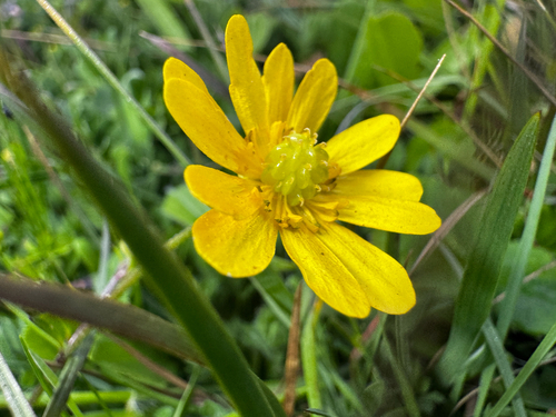 Ranunculus cuneatus — photo