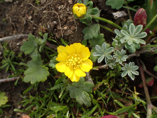 Ranunculus cuneatus