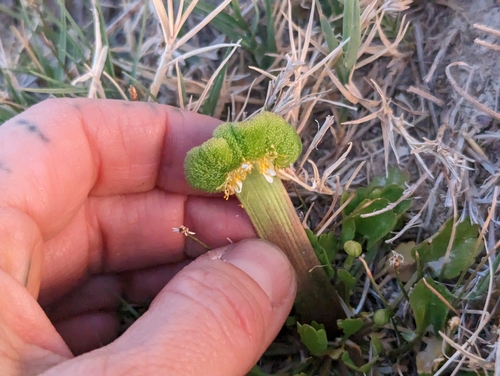 Ranunculus cymbalaria (Alkali buttercup) — photo