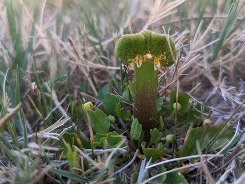 Ranunculus cymbalaria (Alkali buttercup) — photo