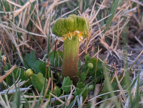 Ranunculus cymbalaria