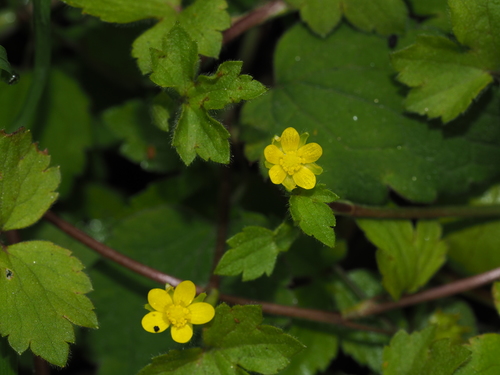 Ranunculus distans
