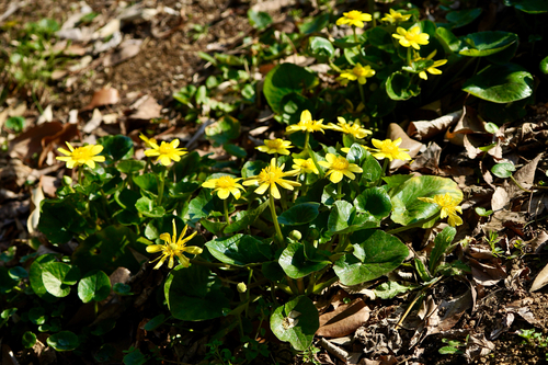 Ranunculus ficaria (Lesser celadine) — photo