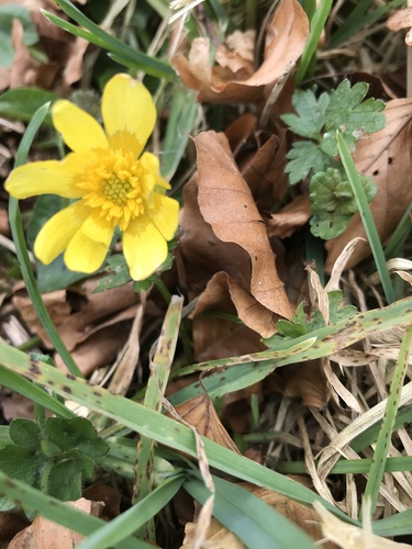 Ranunculus ficaria (Lesser celadine) — photo