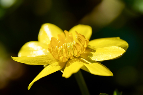 Ranunculus ficaria