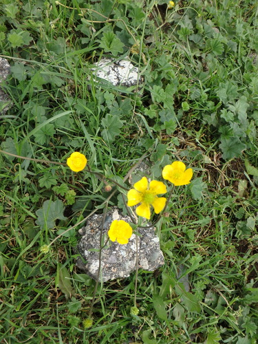 Ranunculus georgicus — photo