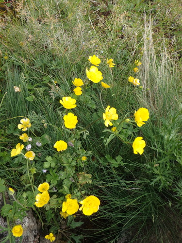 Ranunculus georgicus — photo