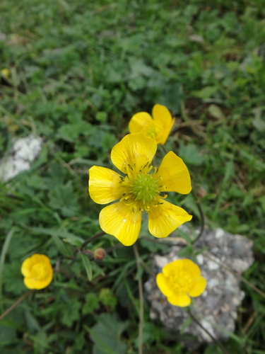 Ranunculus georgicus
