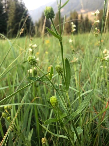 Ranunculus inamoenus (Graceful buttercup) — photo