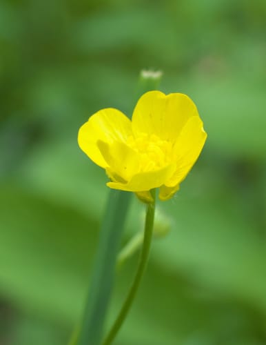 Ranunculus japonicus (Crowfoot) — photo