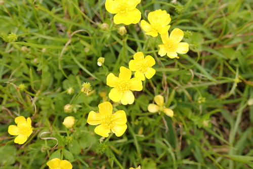 Ranunculus japonicus
