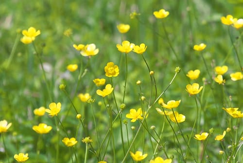 Ranunculus japonicus (Crowfoot) — photo