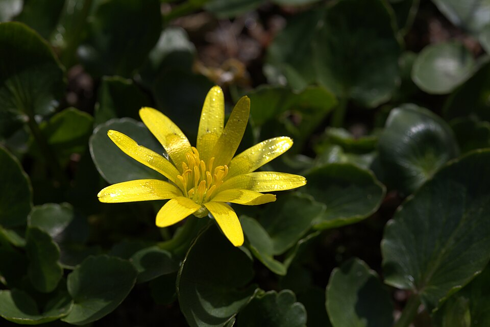 Ranunculus kochii — photo
