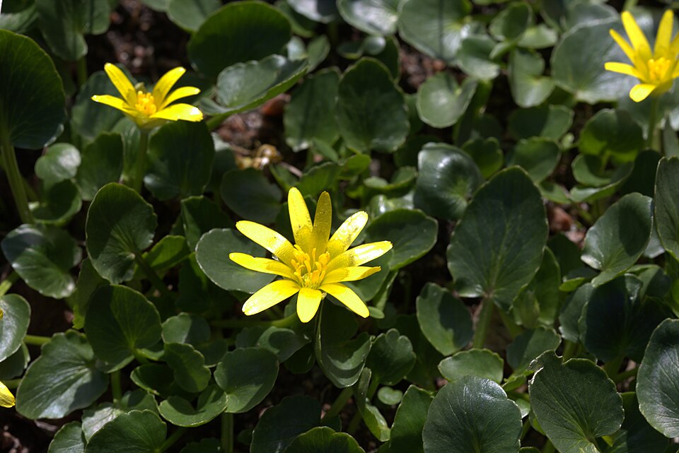 Ranunculus kochii