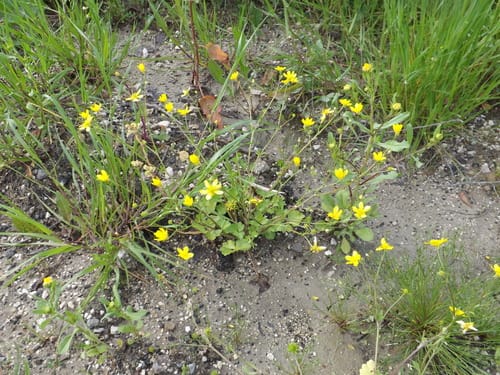 Ranunculus marginatus — photo