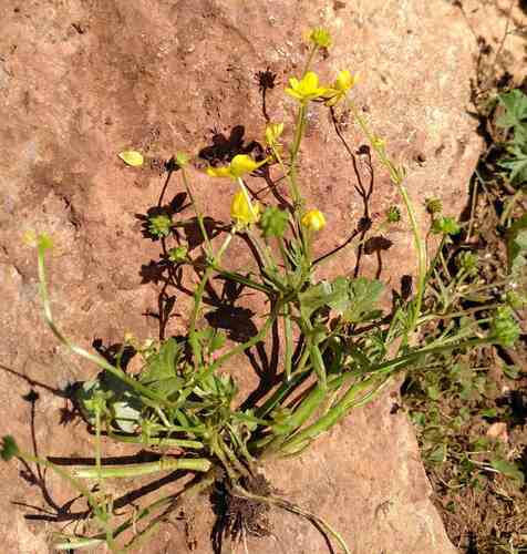 Ranunculus marginatus — photo