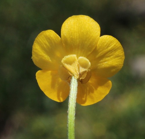 Ranunculus multifidus (African buttercup) — photo