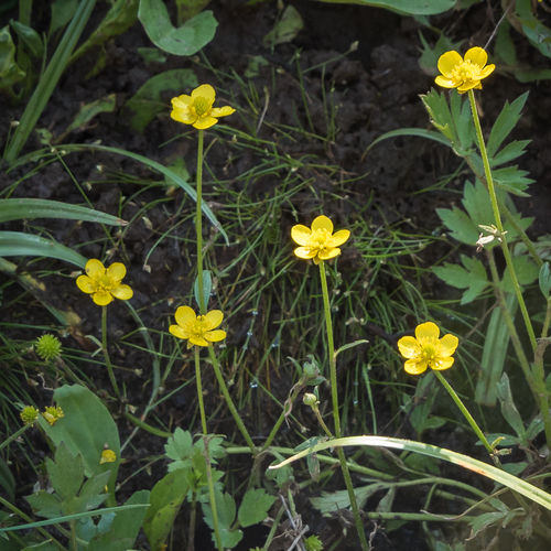 Ranunculus multifidus (African buttercup) — photo