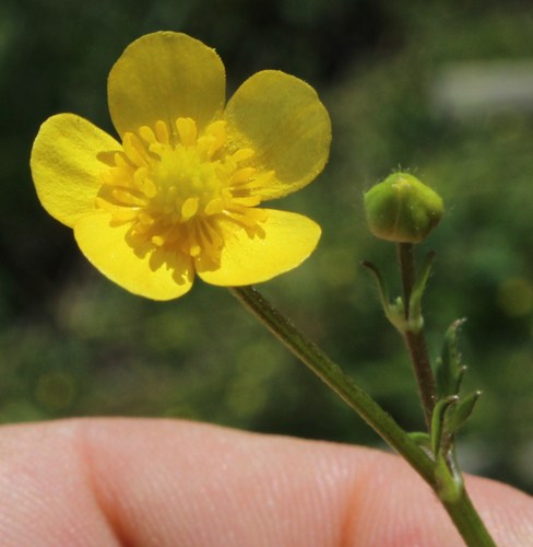 Ranunculus multifidus