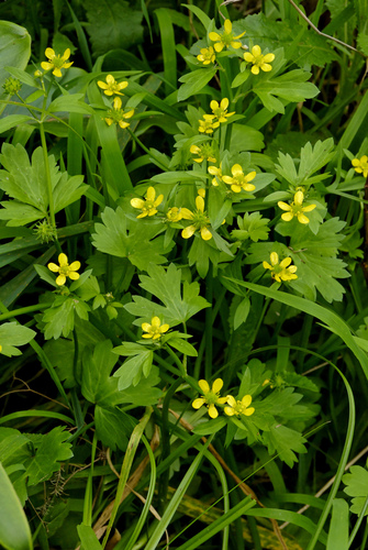 Ranunculus muricatus (Pile wort) — photo