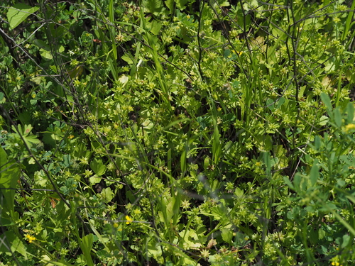 Ranunculus muricatus (Pile wort) — photo