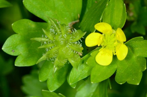 Ranunculus muricatus