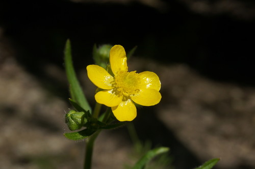 Ranunculus neapolitanus — photo