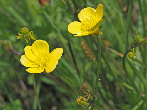 Ranunculus neapolitanus — photo