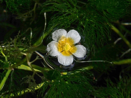 Ranunculus nipponicus — photo