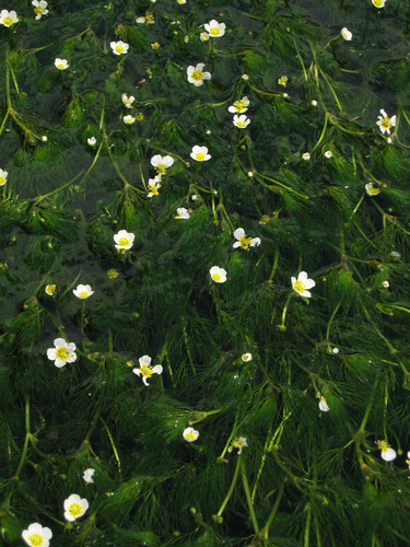 Ranunculus nipponicus