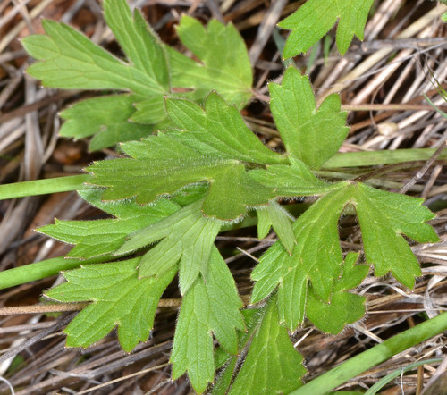 Ranunculus occidentalis (Western buttercup) — photo