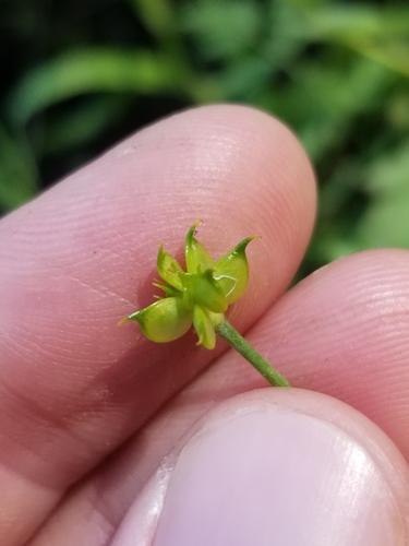 Ranunculus occidentalis (Western buttercup) — photo