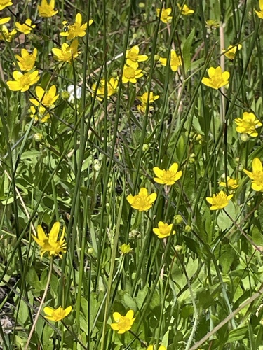 Ranunculus occidentalis