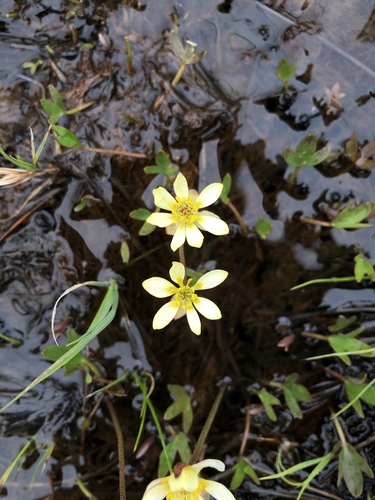 Ranunculus pallasii (Buttercup) — photo