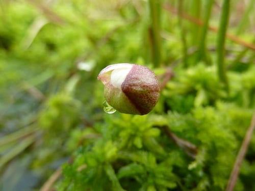 Ranunculus pallasii (Buttercup) — photo