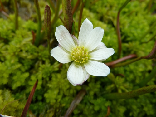 Ranunculus pallasii