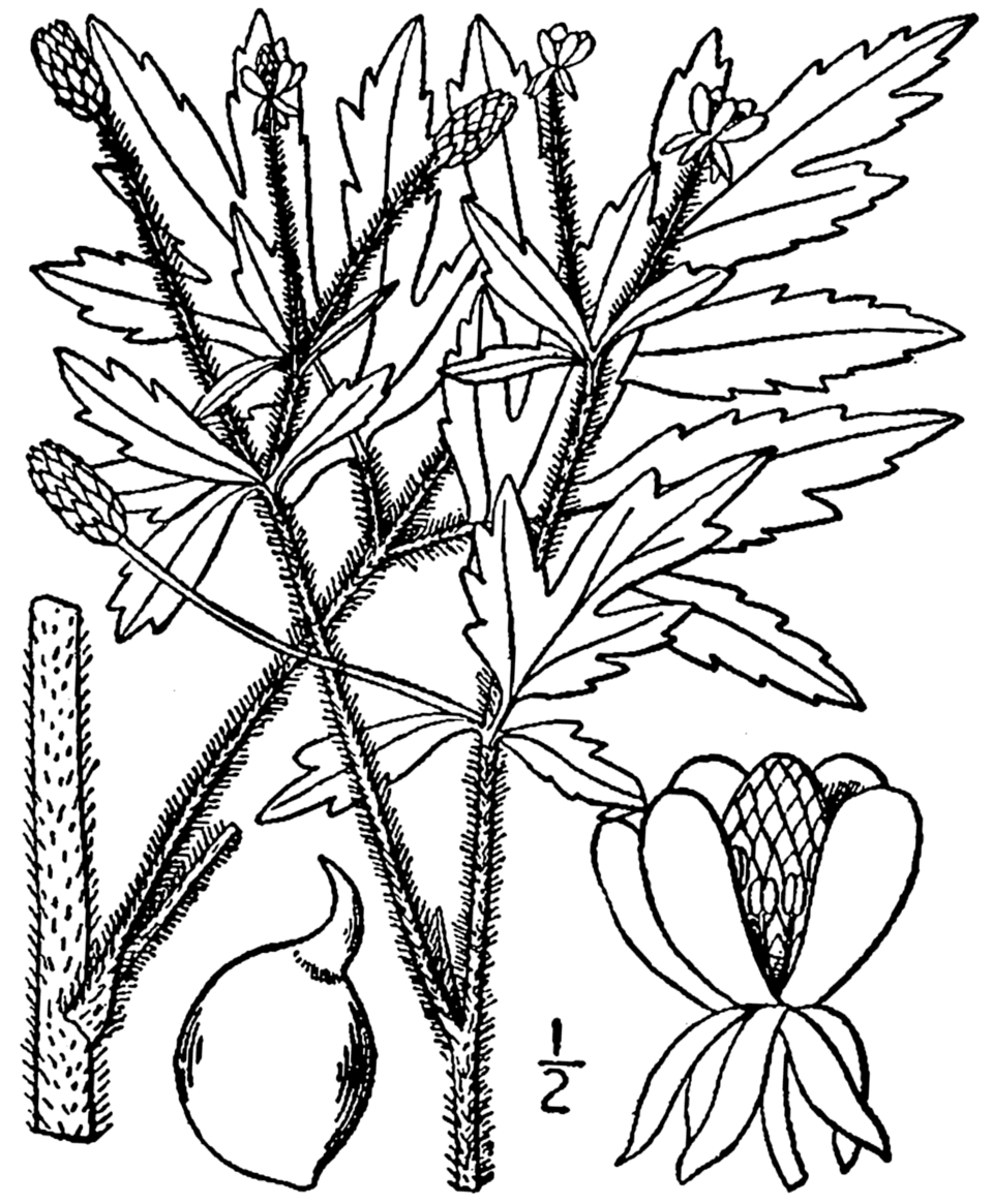 Ranunculus pensylvanicus (Pennsylvania buttercup) — photo