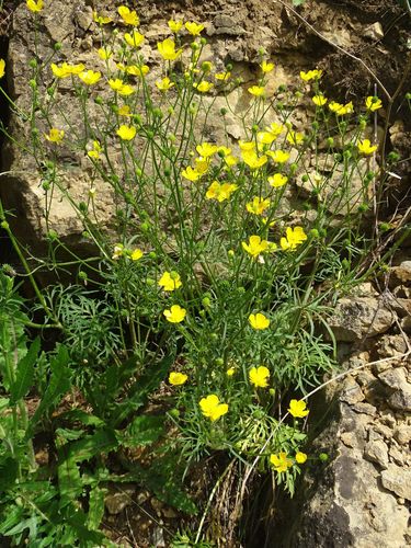 Ranunculus polyanthemos (Duguncicegi) — photo