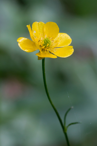 Ranunculus polyanthemos (Duguncicegi) — photo