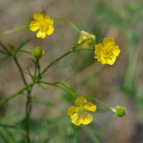Ranunculus polyanthemos