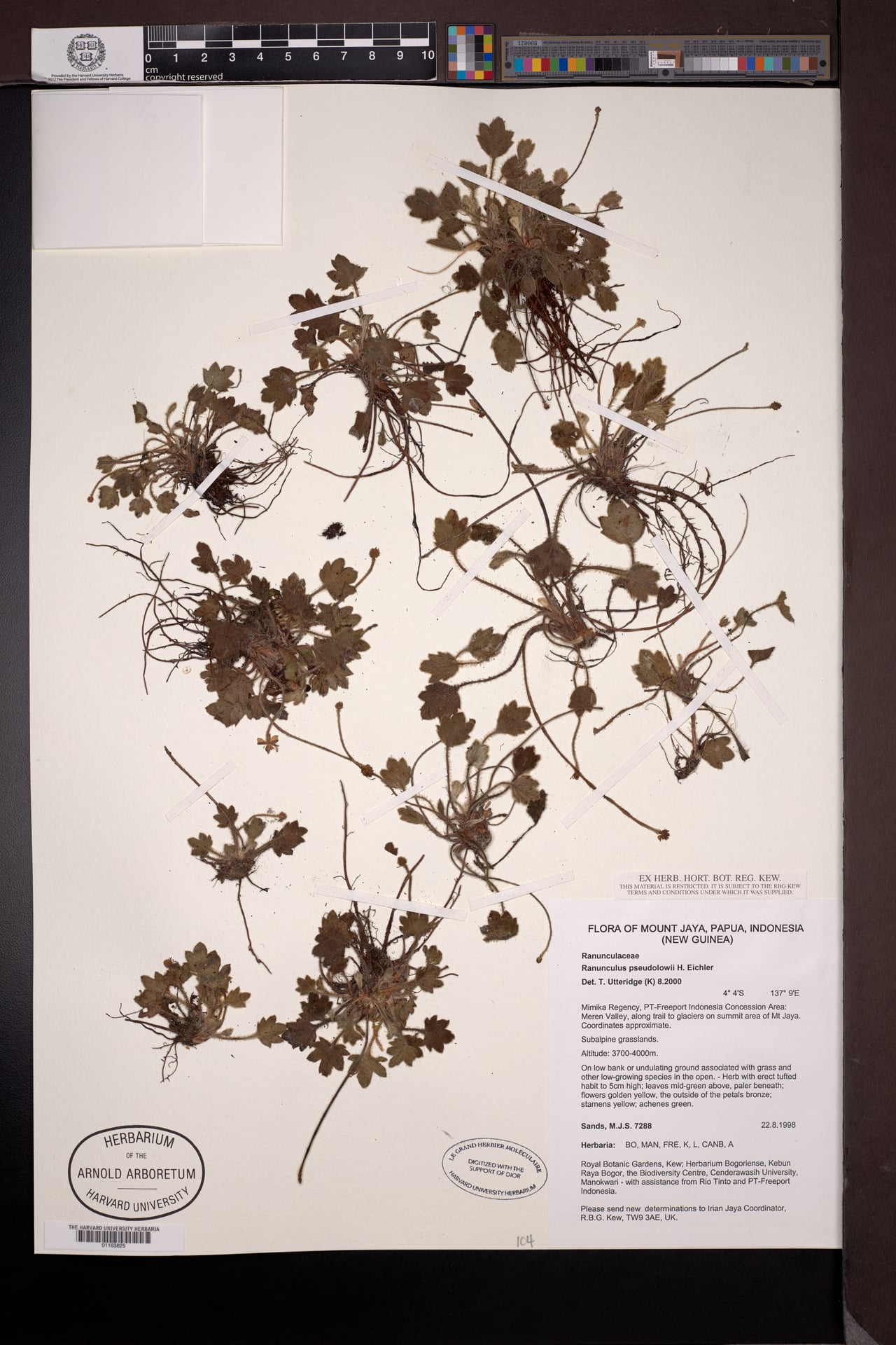Ranunculus pseudolowii — photo