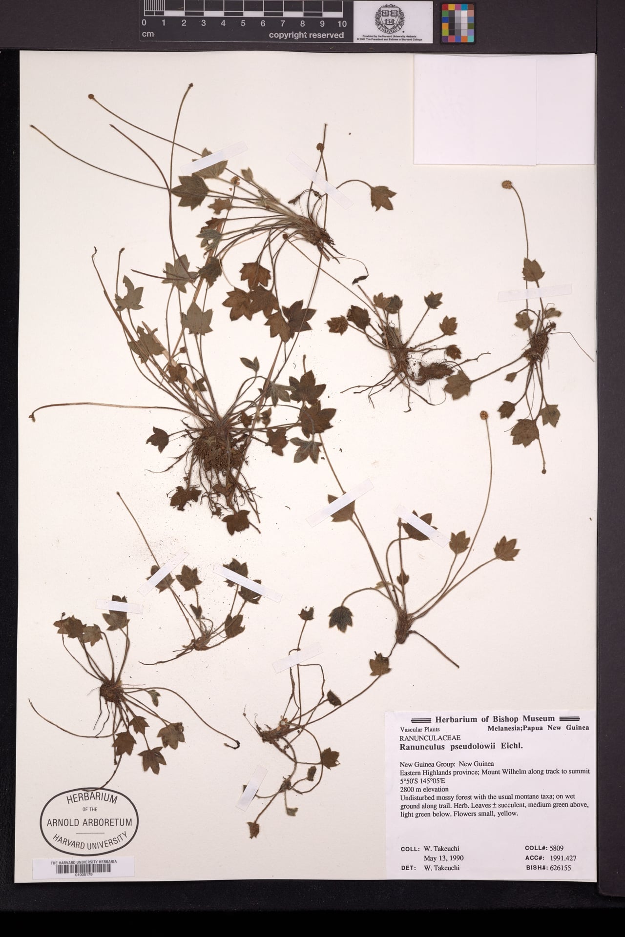 Ranunculus pseudolowii — photo