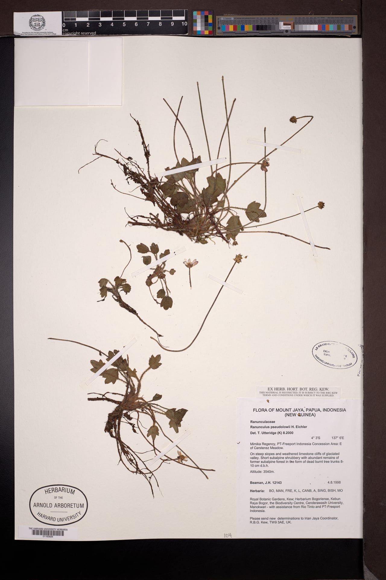 Ranunculus pseudolowii