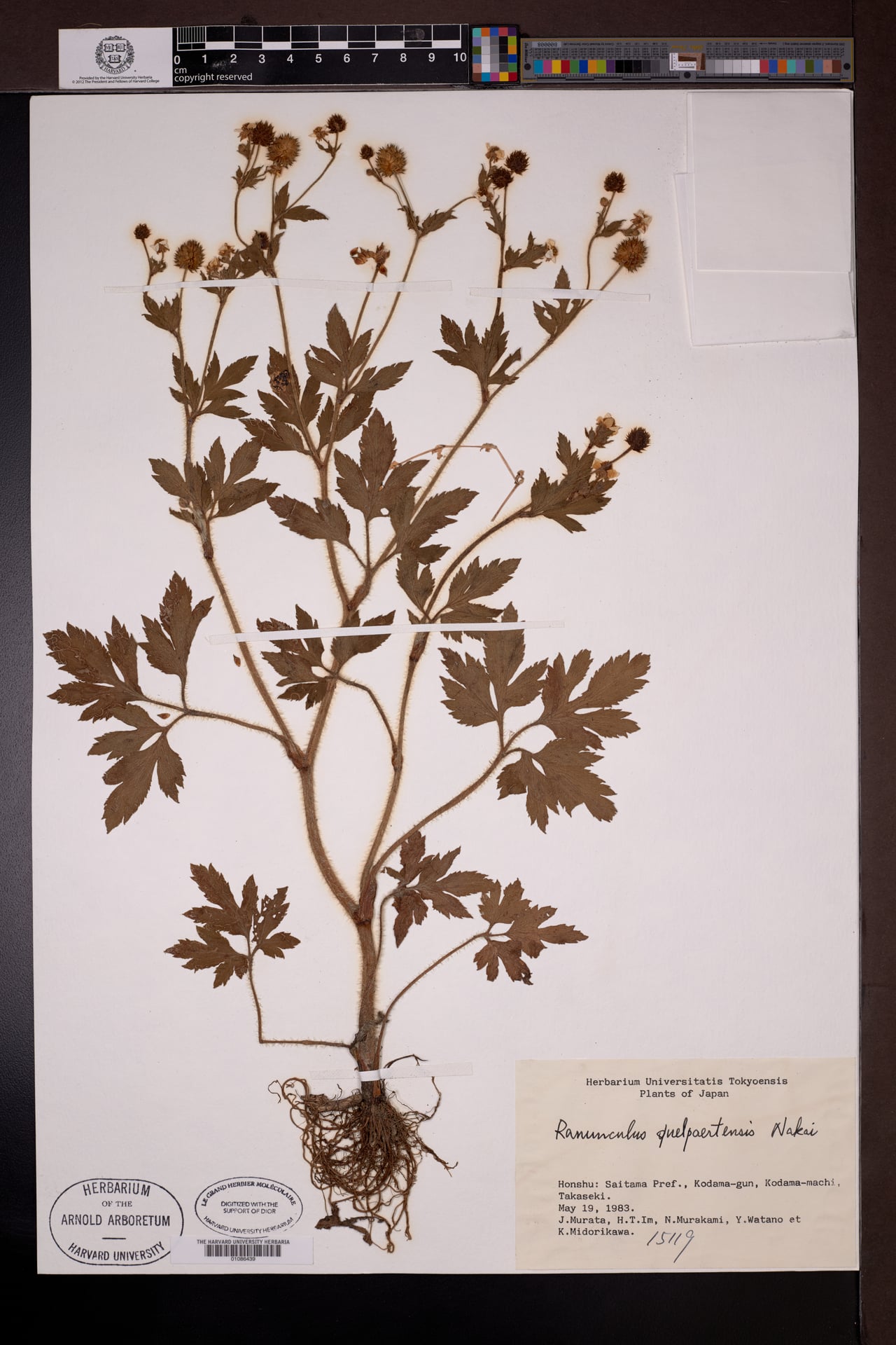 Ranunculus quelpaertensis — photo