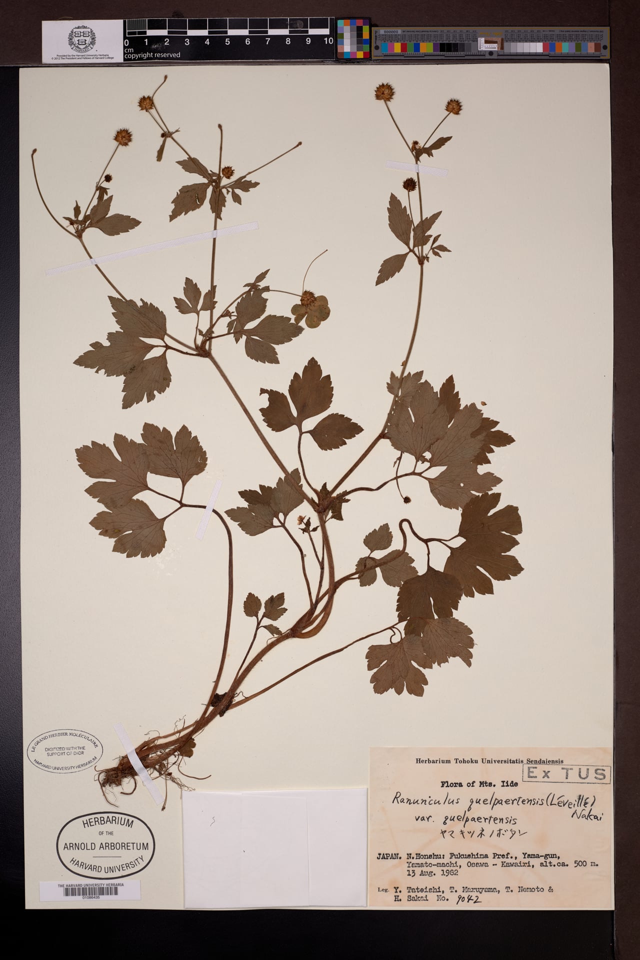 Ranunculus quelpaertensis — photo
