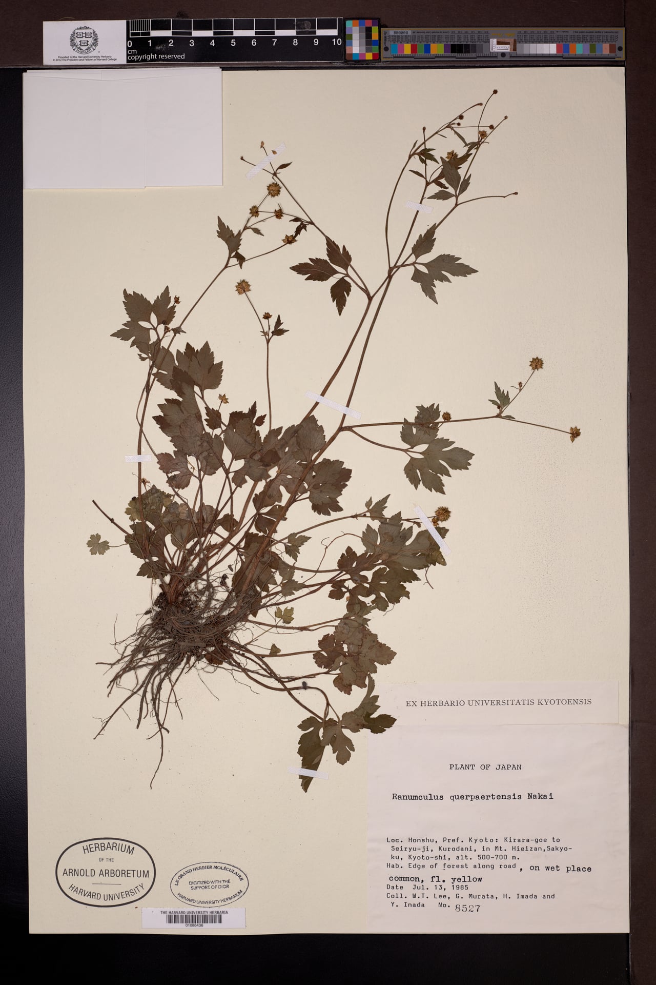 Ranunculus quelpaertensis
