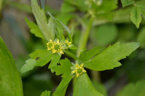 Ranunculus recurvatus (Blisterwort) — photo