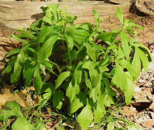 Ranunculus recurvatus (Blisterwort) — photo