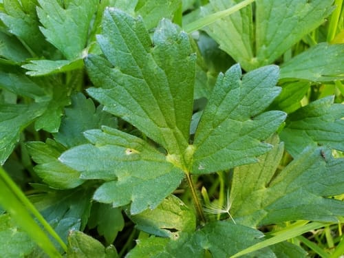 Ranunculus repens (Creeping buttercup) — photo