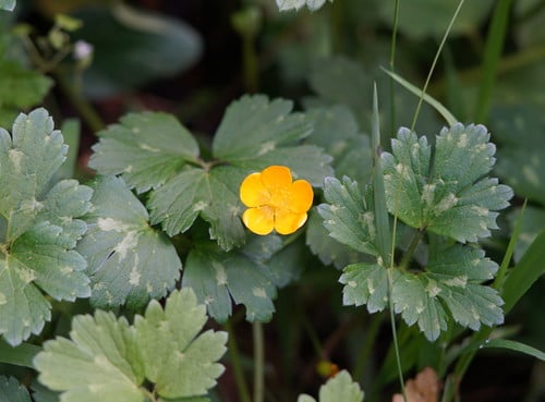 Ranunculus repens
